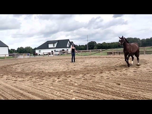 CODE CHOCOLATE 2021 FILLY