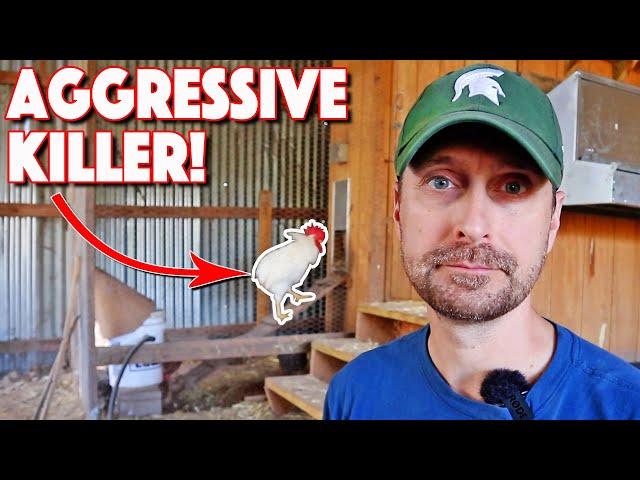 THIS Happens On A Homestead! Insane Rooster! Teach Your Children