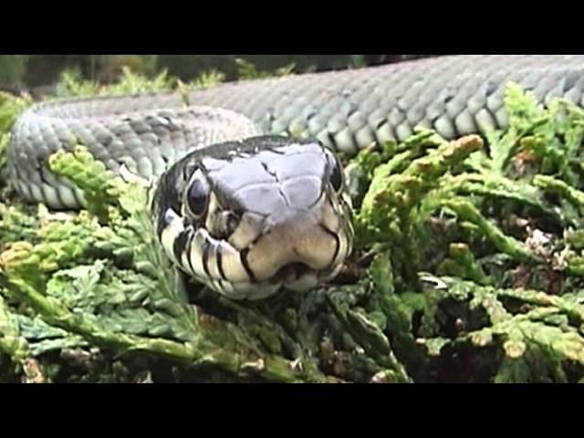 Zischende Ringelnatter im Kleingarten in Pirna