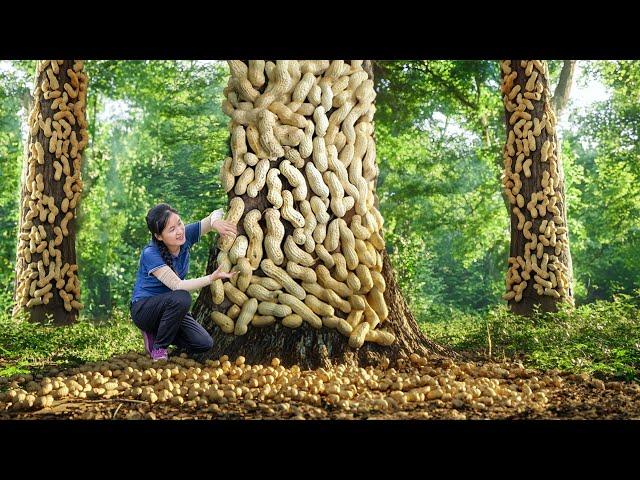 How To Harvest Rooted Peanut Grow on Tree Truck to Sell | Ella Daily Life