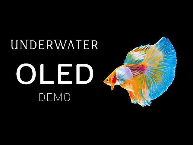 Underwater OLED Demo HDR 8k Dolby Vision 60fps l The Colors of the Ocean