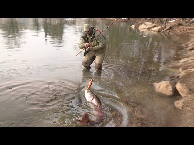 Pecanje mladice u Sloveniji reka Ljubljanica - Varaličarenje | Hucho Hucho Danube salmon FULL VIDEO