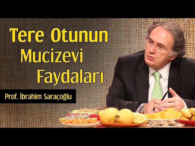 Tere Otunun Mucizevi Faydaları | Prof. İbrahim Saraçoğlu
