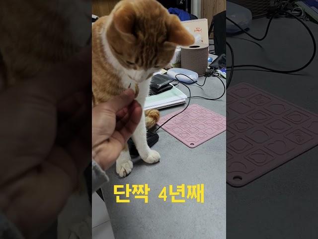 단짝 4년째 귀농해서 4년의 세월이 흘러 갔습니다.  #귀농 #고양이 #단짝