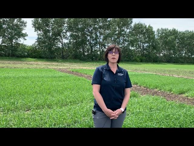 Agronomy Minute - Crop Scouting (part 1)