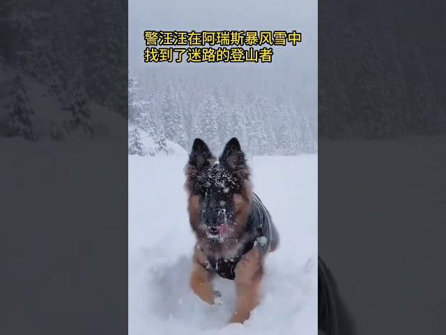 警汪汪在暴雪中找到了迷路的登山者警犬 德牧 警犬出击 狗狗 工作犬