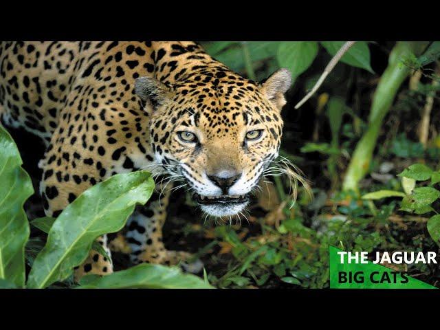 THE JAGUAR: BIG CATS - Animals Nature Wildlife (Full Documentary)
