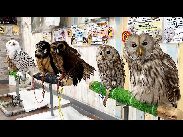 Japan's Special Owl Cafe! | Owl park Tokyo