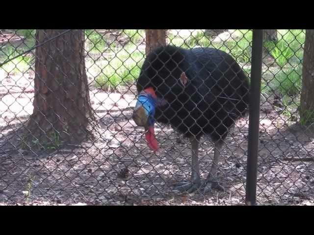 Cassowary calling