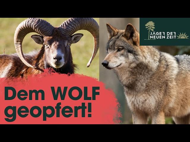 Wölfe machen kurzen Prozess - Muffelwildpopulation komplett ausgelöscht!