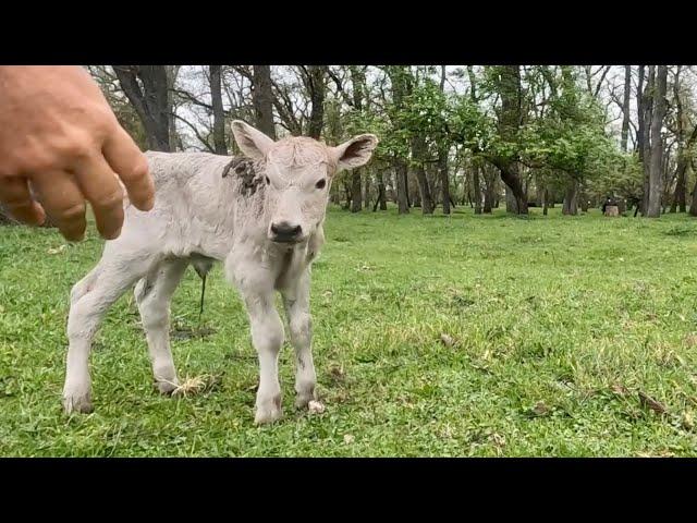 What is the Story With This Calf??