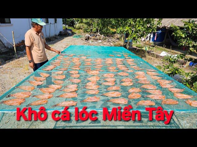 1264 l Thăm lờ bắt cá lóc về làm khô l Fish