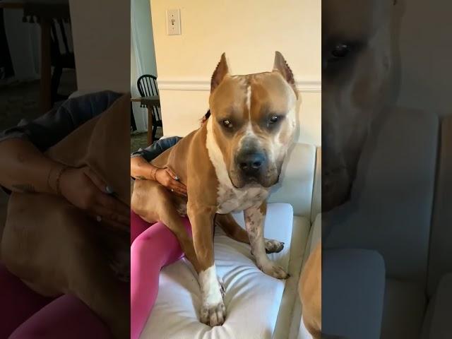 Big pitbull dog #shorts #youtubeshorts #animals