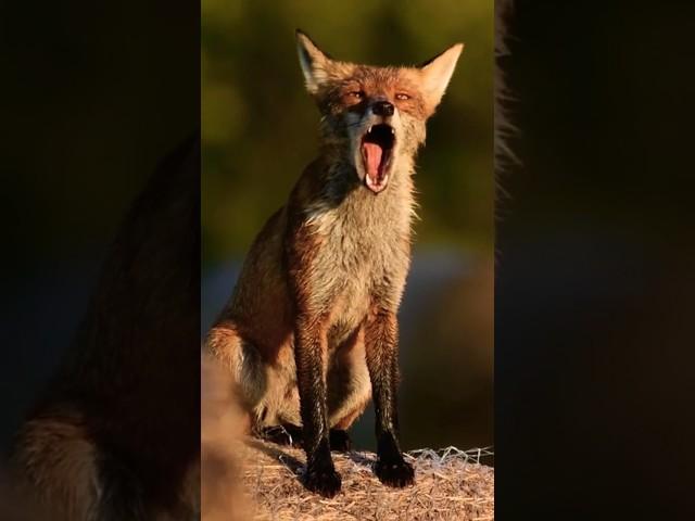 Fox barking #sound