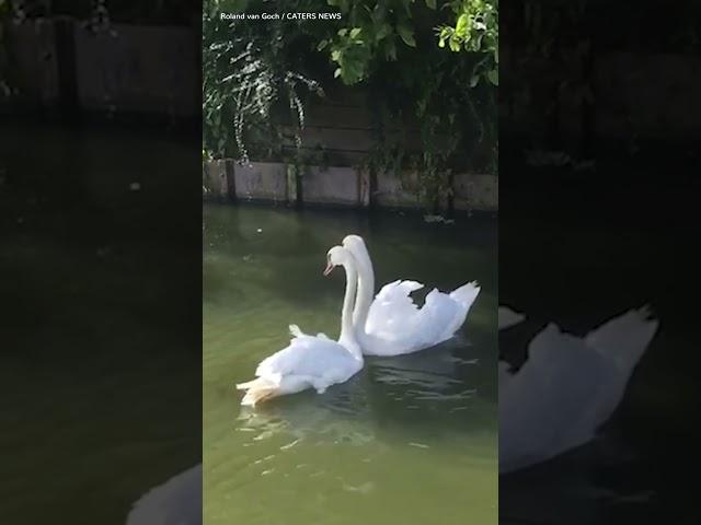 Two loving swans are reunited and their joy is absolutely infectious ️