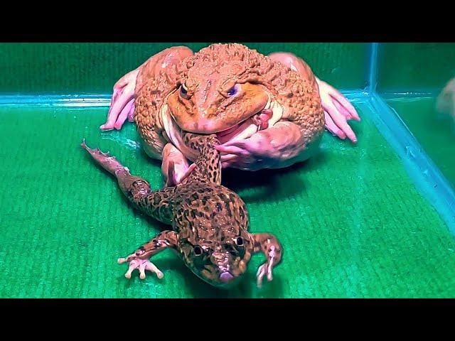 Giant Bullfrog Tries To Eat Big Frog! Asian Bullfrog Live Feeding