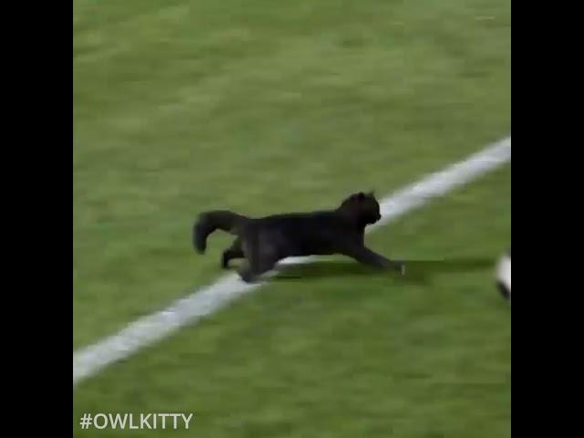 Black cat runs on field AND SCORES A GOAL