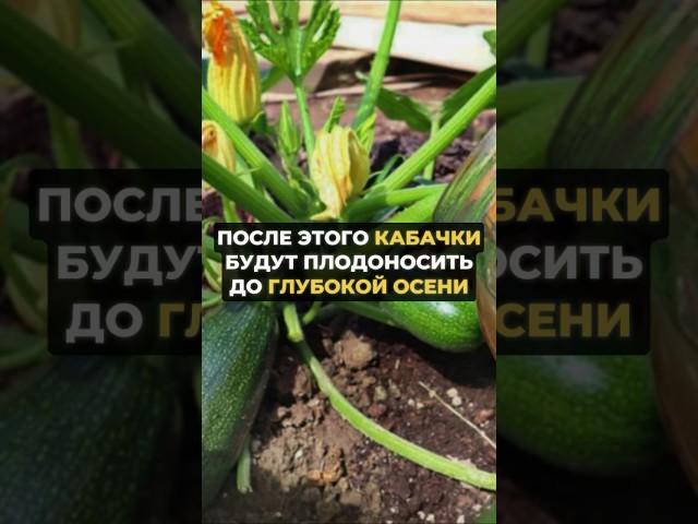 После этого кабачки будут плодоносить до глубокой осени #рецепт #дача #огород