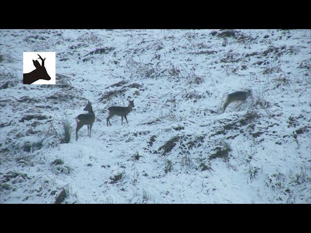 Winter roe deer cull. Deer stalking, hunting, shooting. Scotland.