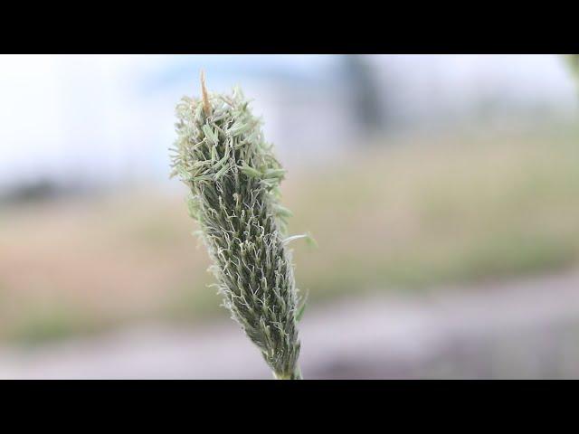 TIMOTHY GRASS (Phleum pratense)