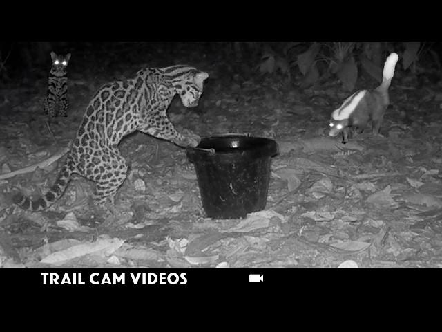 Wildlife Trail Camera Videos 2025: Awesome Animal Activity!