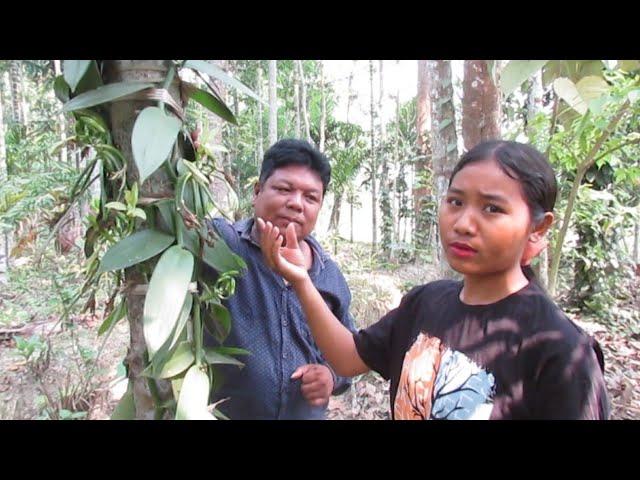 Interview With vanilla pollination expert Girl from North garo hills.Miss Sweetha sangma