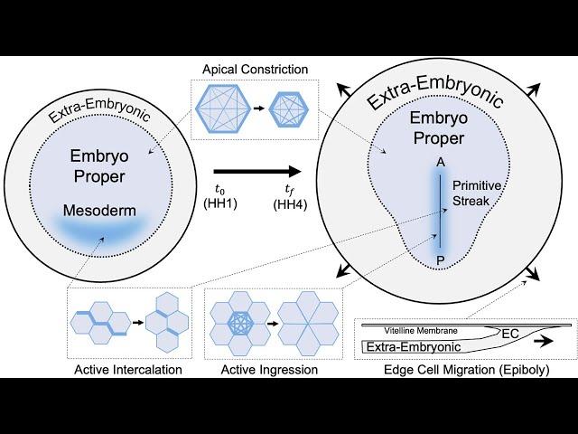 Mattia Serra: Control of Modular Tissue Flows Shaping the Embryo in Avian Gastrulation