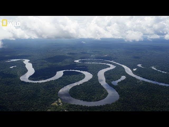 Nat geo Wild - The beauty and danger of the Amazon River - New