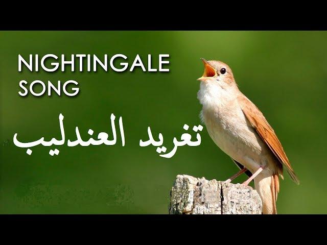 تغريد العندليب chant de rossignol nightingale song