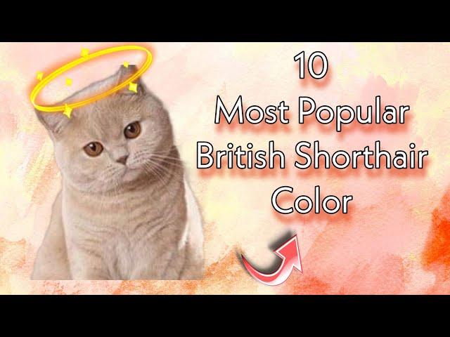 10 Most Popular British Shorthair Color