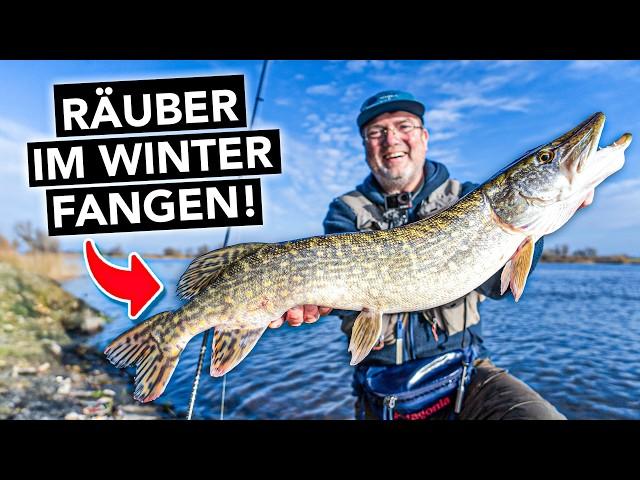 predatory fish fishing in winter