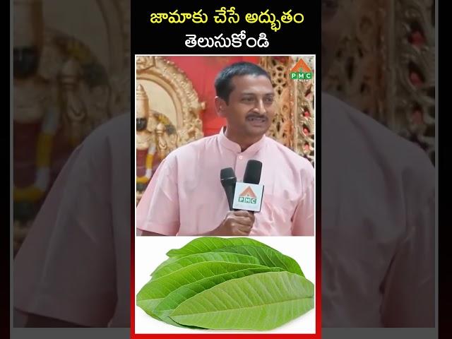 జామాకు చేసే అద్భుతం తెలుసుకోండి | guava leaves benefits | Dr. Ravi Verma | PMC Health