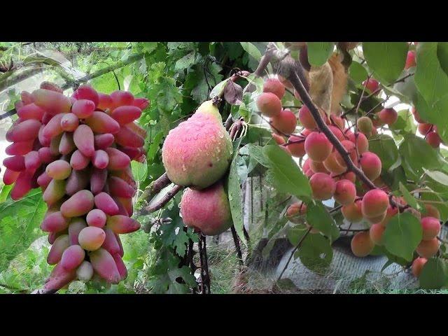 Channel about the grapes and the garden at the cottage