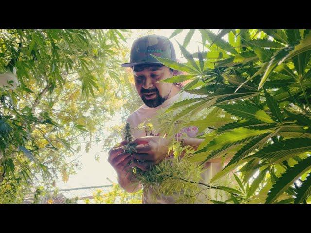 Urban Cannabis Farming in Compton California: Masonic Smoker