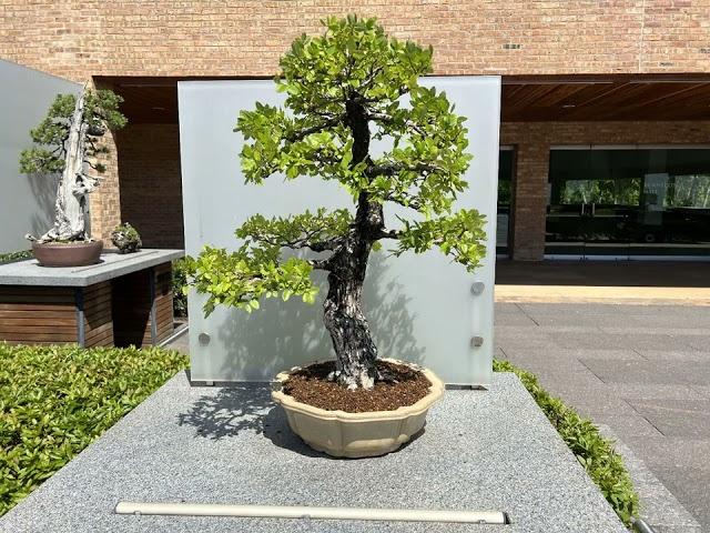 Beautiful and amazing Bonsai trees collection from the Chicago Botanical Garden