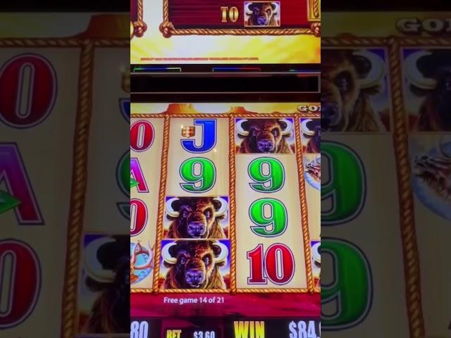 버팔로 골드  15개 레스게릿 #jackpot #라스베가스여행 #라스베가스카지노 #slotmachine #casino #슬롯머신 #재밌는영상 #미스터카지노 #카지노