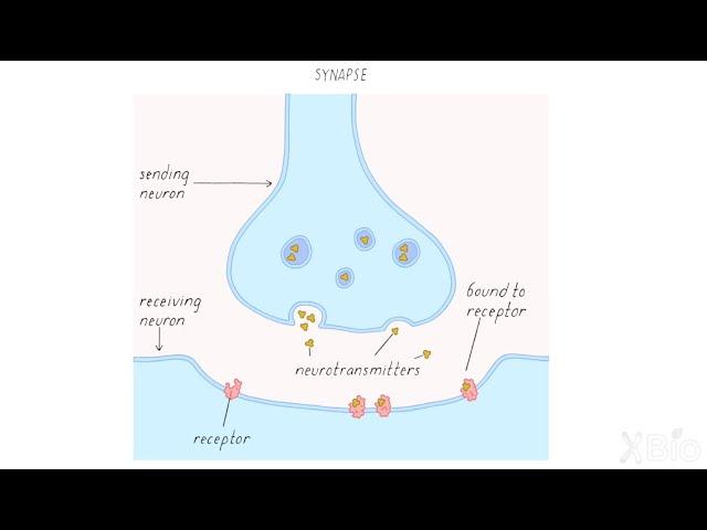 How Neurons Communicate