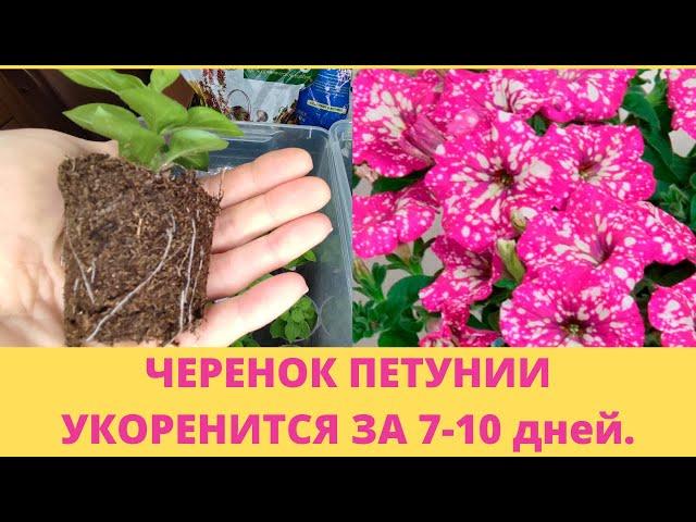 Черенкование петунии. Быстрый способ.Черенок даст корни за 7-10 дней. Результат черенкования.