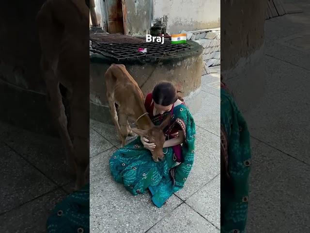 #foreigner embraces sanatandharma #india #bharat #harekrishna #vrindavan #indiashorts