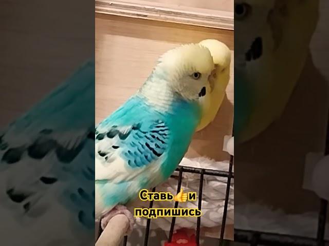 #music #попугай #parakeet #video #parrot #budgies #pets #birds #cute #love #youtubeshorts #funny #