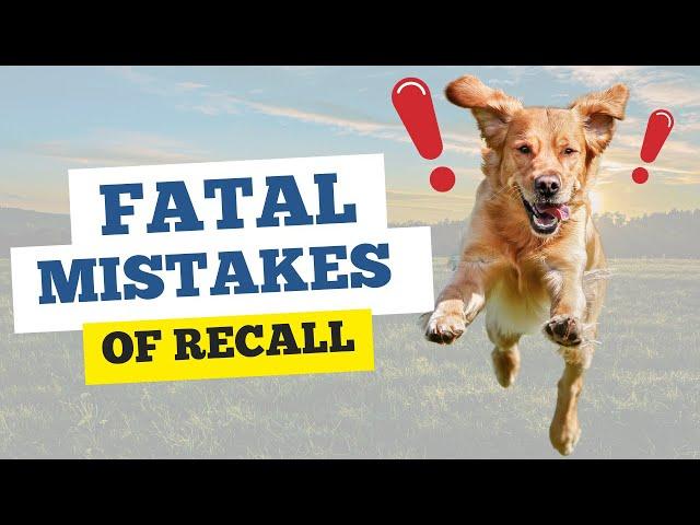 Most Common Recall Training Mistakes AND SOLUTIONS