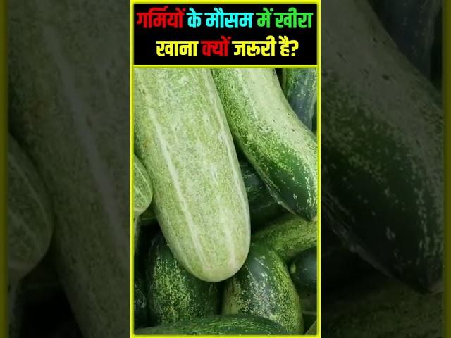 गर्मियों के मौसम में खीरा खाना क्यों जरूरी है?#cucumber #short #shorts #youtubeshorts #kfadda