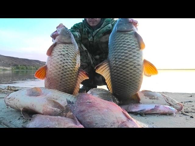 FISHING IS A DREAM !!!! LARGE FISH - CARP, BREAM JUST FOR A WORM