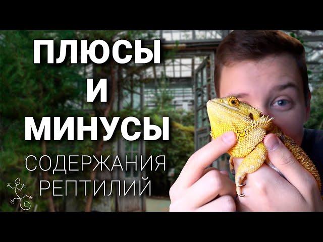 Плюсы и минусы содержания рептилий | Кормлю дракона салатом