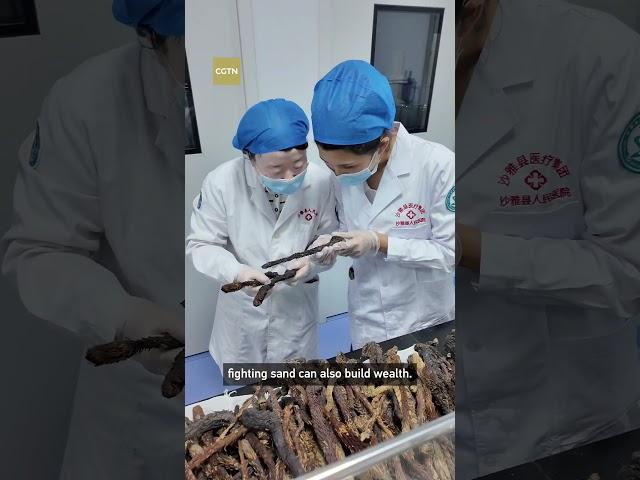 The desert plant that might change skincare #xinjiang