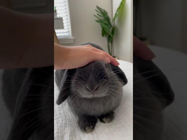 Cute Bunny Eating  #bunnies #bunny