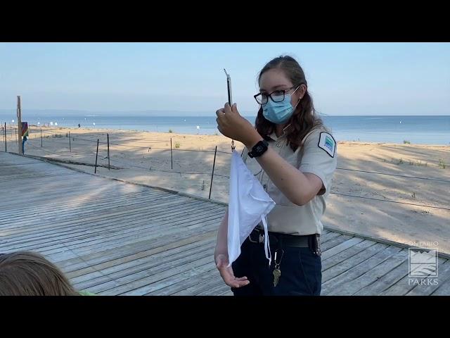 Banding Piping Plovers at Wasaga Beach Provincial Park