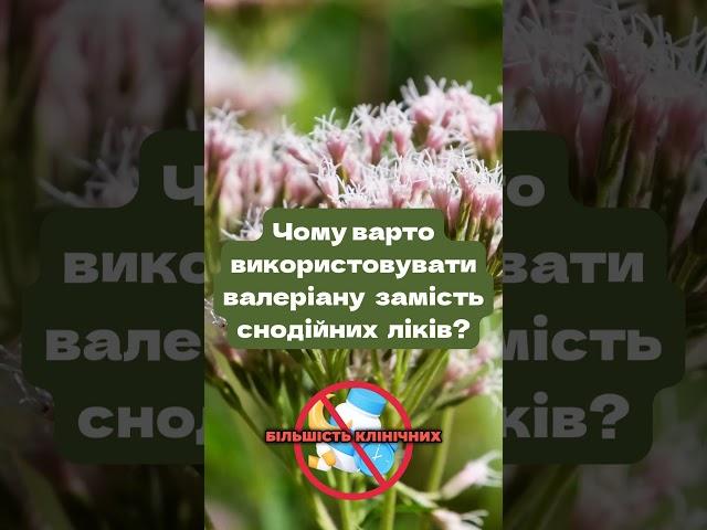 Чому краще вибрати валеріану замість звичайних снодійних препаратів?