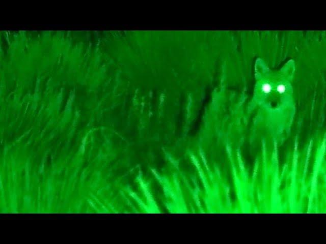 Coyote Reaper XXL by Predator Tactics