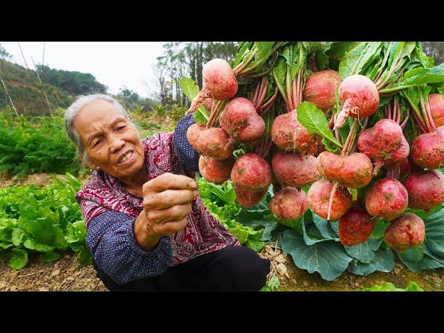 Cherry radish 樱桃萝卜这样泡，清脆爽口，开胃又下饭，做法简单不易坏｜Chinese Food 广西 美食｜ 玉林阿婆